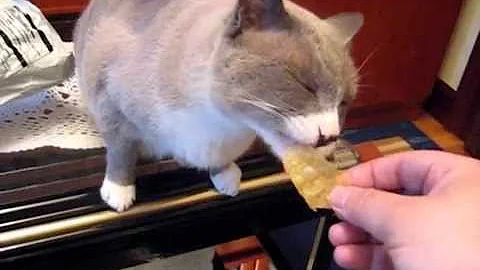 ¿Puede un gato comer patatas fritas?
