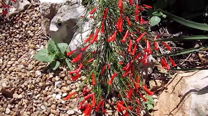 Red Fire Cracker Fern (Russelia equisetiformis) , Lisa's Landscape & Design "Plant Pick of the Day" - DayDayNews