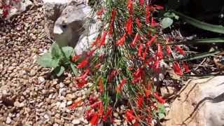 Red Fire Cracker Fern (Russelia equisetiformis) , Lisa's Landscape & Design 