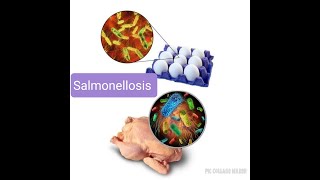 الحلقه 20 : التسمم الغذائى بالسالمونيلا (salmonellosis)