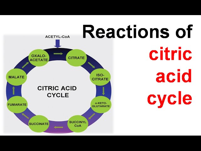 Citric Acid Cycle Aerobic Metabolism Hlw_ch40