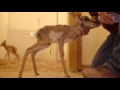 Baby Pronghorn Antelopes Hand Raised