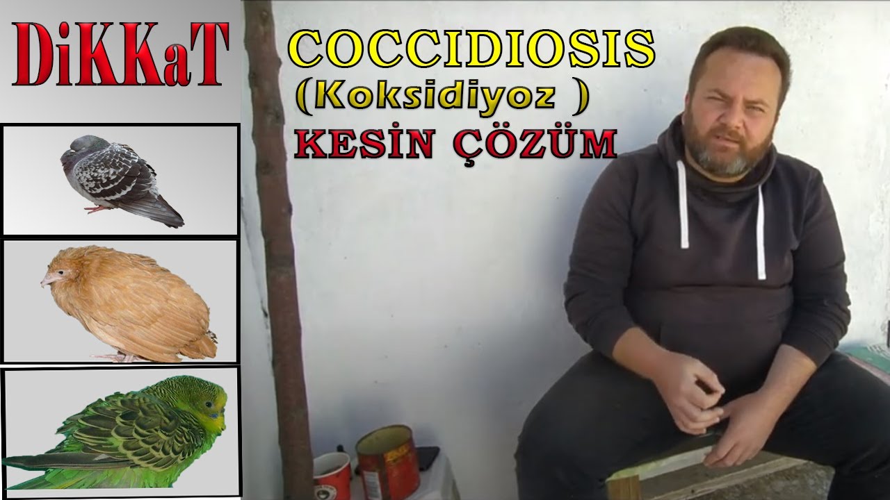 Kanatlı Hastalıkları / 2-COCCIDIOSIS (Koksidiyoz) / OAÇ TV