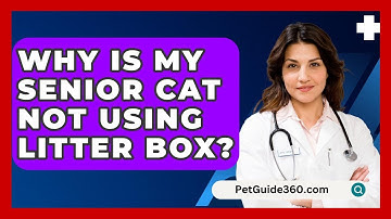 Why Is My Senior Cat Not Using Litter Box? - PetGuide360.com