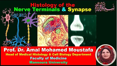 Histology of Nerve Endings,  Synapse & Motor End P...