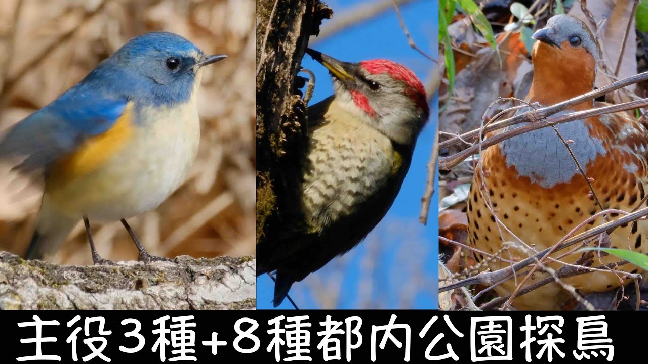 12月23日 人気のルリビタキが居る 八王子の公園探鳥