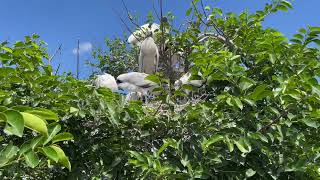 Wood Stork nestlings begging at breeding colony [HD]