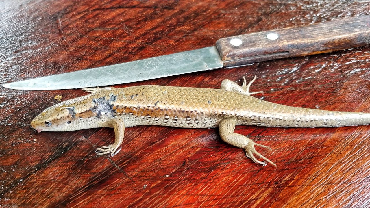 How to Cut and Clean Lizard YouTube