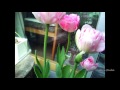 チューリップの開花/Brooming Tulip2017