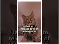 She found love! #wholesome #animals