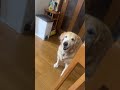 おねだりオットリオ🐶🐶🐶💝もちろんこの後ジャーキーあげましたッ！#大型犬のいる生活 #保護犬 #老犬 #愛犬