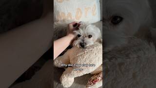 Dont Understand Why Mommy And Daddy Cant Stay Wif Us All Day  dog shorts