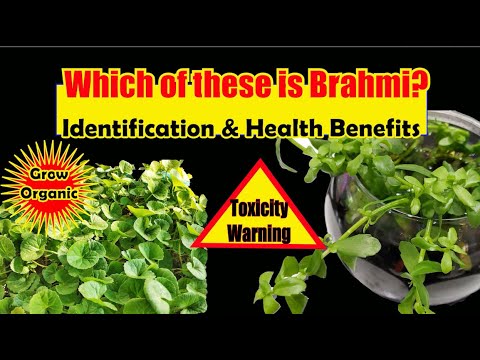 Which of These Plants is Brahmi?| The Brain Tonic  | Brahmi and Gotukola | Health Benefits  Toxicity