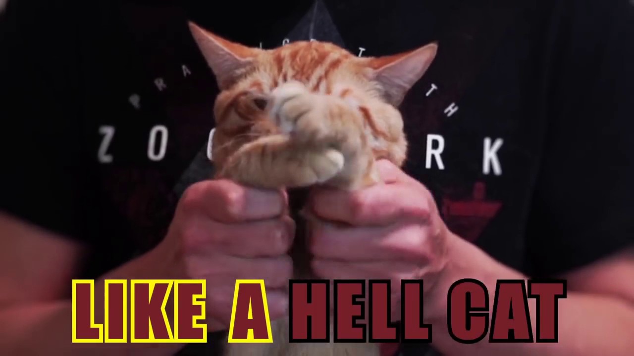 DUBSTEP CAT 3 YouTube