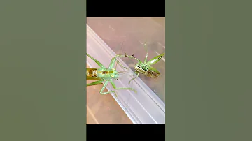 Вот что ест кузнечик, (кузнечик певчий охотится) Tettigonia cantans.