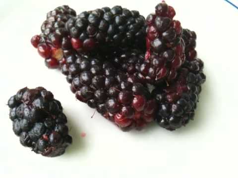 Boysenberry ボイセンベリー From New Zealand Youtube