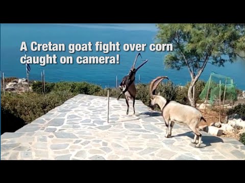 A Cretan kri-kri goat fight