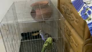 6 minutes of budgies