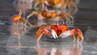 Crabs Are Better For Health by Dreamy Zoo 242 views 11 months ago 3 minutes, 11 seconds