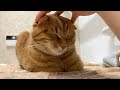 お風呂場でくつろぎすぎる猫… A cat too relaxed to be in the bathroom
