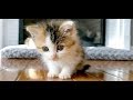 恐怖心いっぱいの幼い子猫が庭にひとりで現れた!家の中の温もりを感じると、可愛い変化が・・・【nekoの部屋】