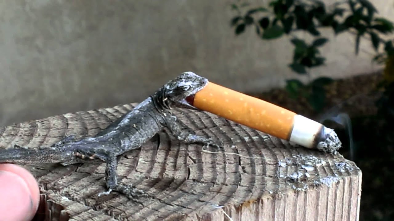 Geico lizard smoke break YouTube