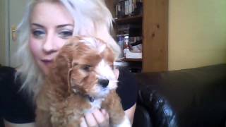 Meet our brand new puppy Archie for the first time!