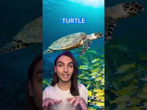 Video: In schildpad en schildpad?