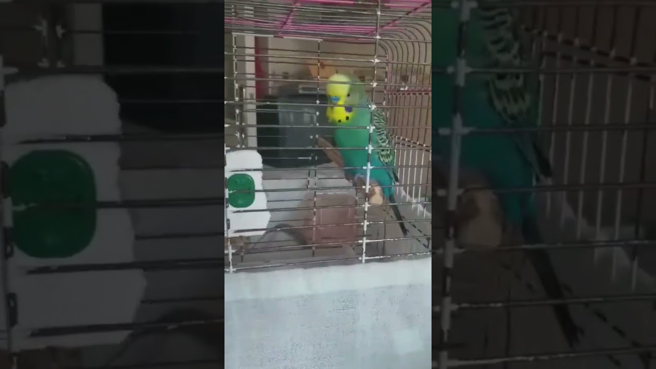 #birds #parrot #muhabbetkuşu #budgies #birdslover #birdsounds #cute #love
