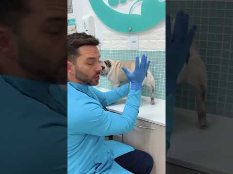 Vídeo: Isso é um cheiro de peixe do cão?