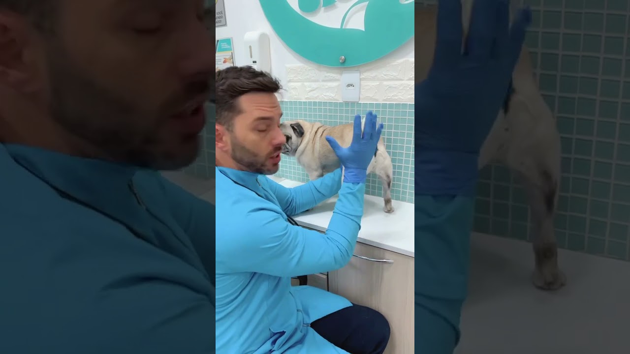 A glândula anal dos pugs! Já sentiu aquele cheiro de peixe?