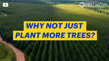 Why Just Planting Trees Won’t Save the Planet | NOVA | PBS