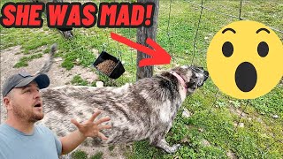 I Couldn't Believe Kora The Guard Dog Went After Him! by Hidden Heights Farm 51,203 views 5 days ago 31 minutes