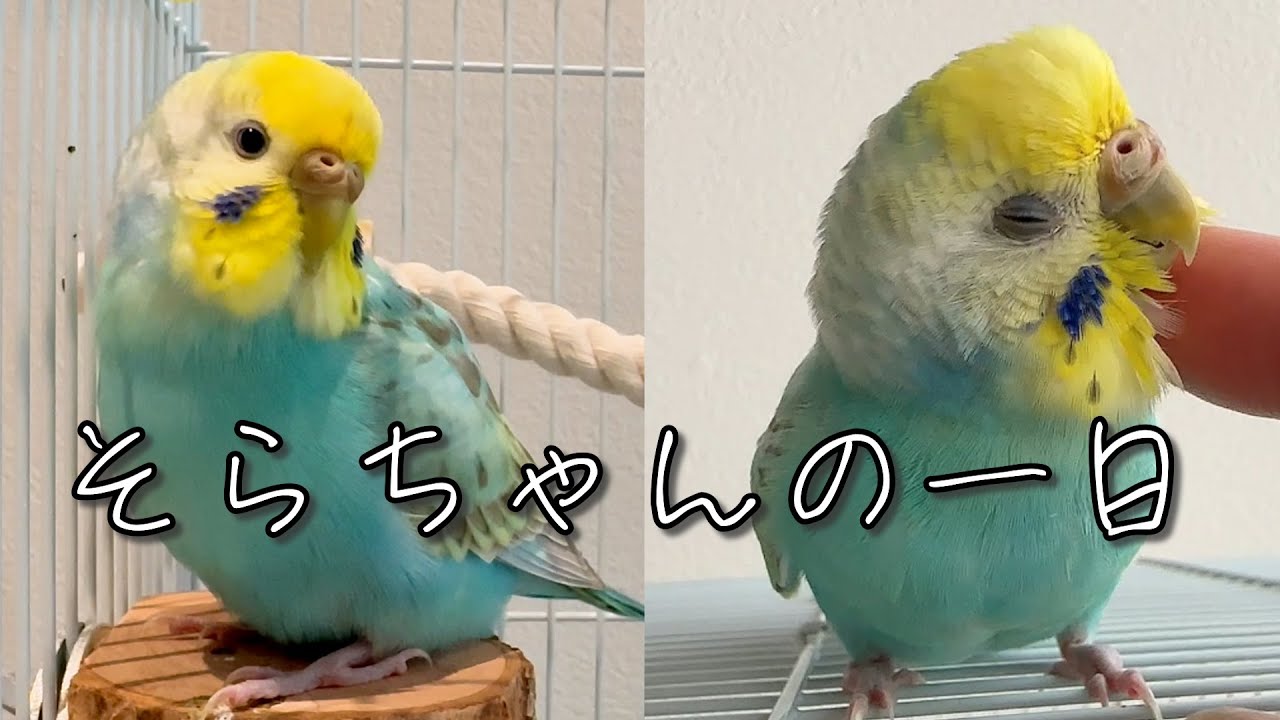 インコのそら maxresdefault.jpg