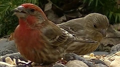 WHAT BIRDS SOUND LIKE IN SLOW MOTION !