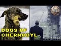 All The Dogs Still Living In Chernobyl