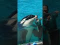 シャチ「ラビー」と小松トレーナーのラブラブパフォーマンス #Shorts #鴨川シーワールド #シャチ #kamogawaseaworld #orca #killerwhale