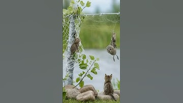 A Brave Kitten Races to Save a Trapped Bird in the Net