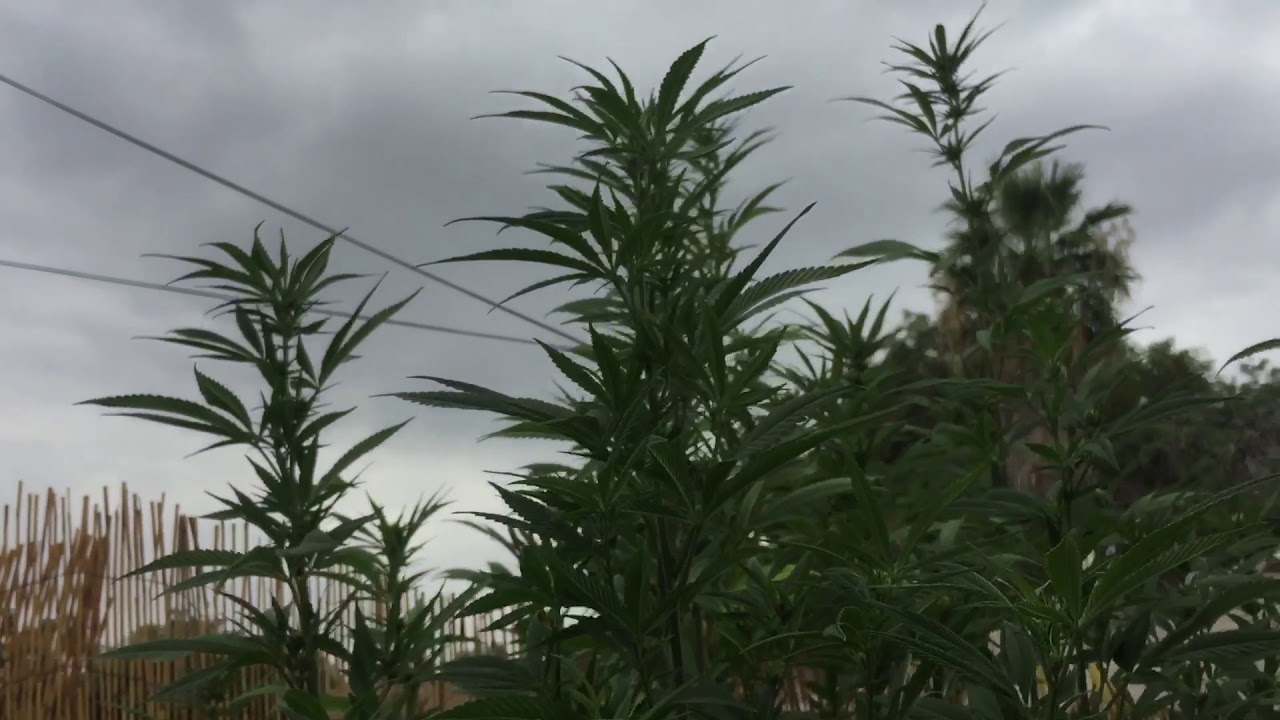 Outdoor grow update 7 feet tall! 