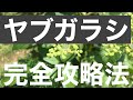 ヤブガラシ完全攻略法