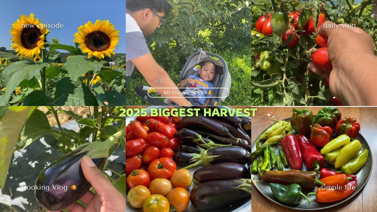 Incredible Organic Vegetables Harvest From Garden🫑🌶️ Bangladeshi American Vlogger 