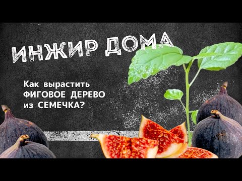 Как вырастить фиговое дерево из семечка? | ИНЖИР ДОМА