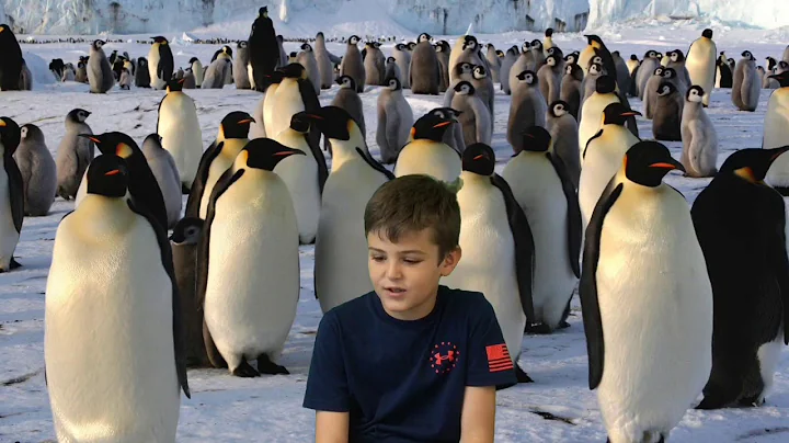 Emperor Penguins, By Alex Younker