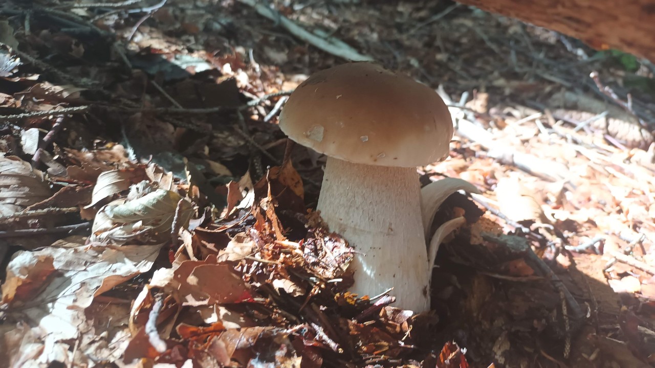 Апофеоз белых грибов