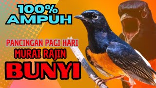 PANCINGAN PAGI-PAGI AGAR MURAI GACOR❗❗ MURAI MACET PASTI NYAUT EMOSI❗❗