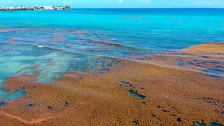Гигантское скопление водорослей уже движется к Флориде и Мексике