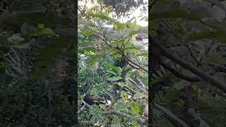 pruning tamarind bonsai leaves#bonsai#tamarindusindica#sisho_bonsai_86