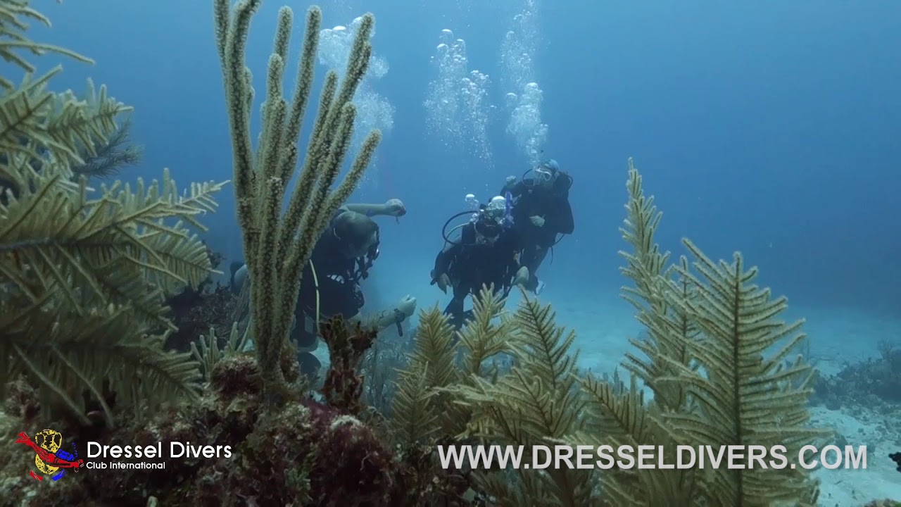 Scuba Diving In Puerto Aventuras (Mexico) September 8th 2017 (Dressel
