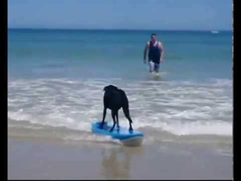 My dog Byron surfing Sellicks Beach