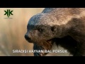 Dnyann en korkusuz hayvan bal porsuu belgeseli
